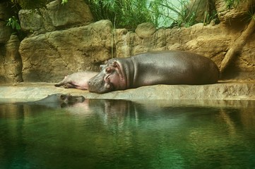 Animal Wildlife