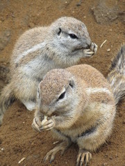 Animal Wildlife