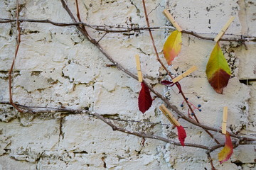 Leaves of autumn colors hung on branches with wooden clips