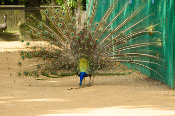 Peacock spread out its tail and cleans the feather