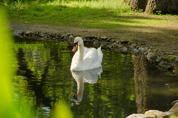 A swan is swimming in a pond. Reflection in water