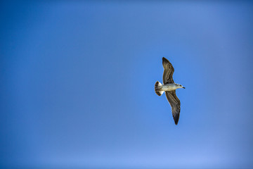 beautiful sea gull flying against the blue sky