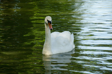 White swan in a pond