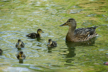 Wild duck with ducklings in the pond