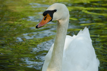 White swan in a pond. Close-up