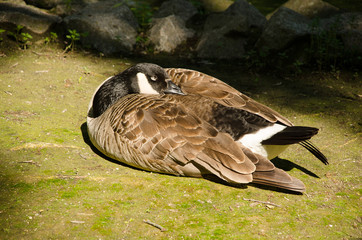 A wild goose sleeps on the ground. Close-up
