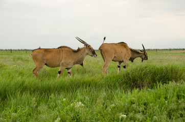Two eland on a green field