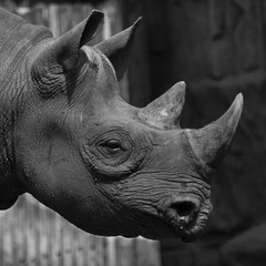 close up of Rhino in black and white featuring horn head and face