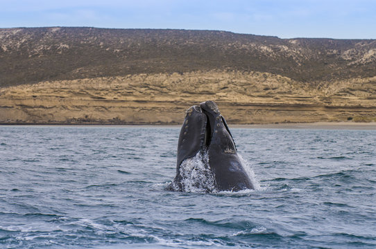 Whale Patagonia Argentina