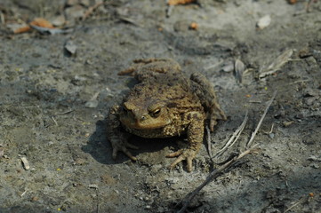 Frog