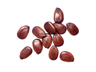 Close up seeds of White Popinac tree