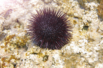 Picture taken at sea. Black sea urchin lies on sea stones