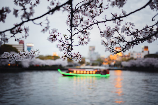 Blossom and boat, Osaka