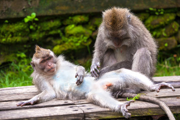Two adult macaque play on wooden boards. Cute monkeys lives in Ubud Monkey Forest, Bali, Indonesia.