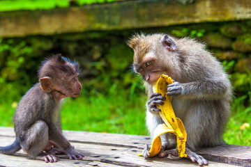 An adult macaque eats a banana greedily, a young monkey enviously and inquiringly looks at her. Cute monkeys lives in Ubud Monkey Forest, Bali, Indonesia.