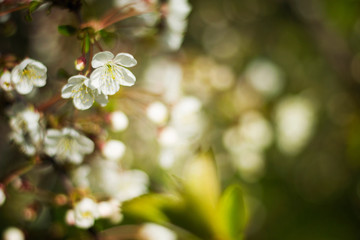 White spring flowers and green leaves