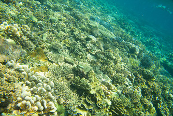 Rafa koralowa © Zbyszek Nowak