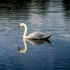 White swan in green lake