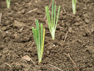 onion in vegetable plots