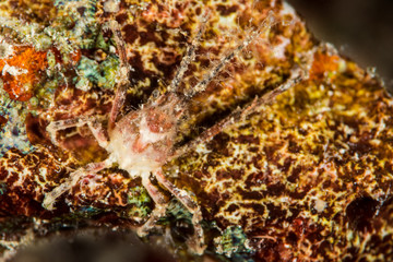 white-v spider crab on a coral reef