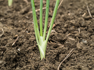 onion in vegetable plots