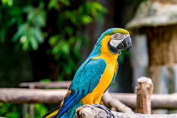 Colorful macaw on branch