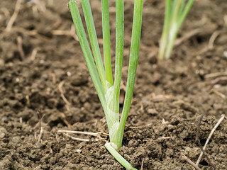 onion in vegetable plots