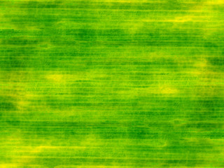 Abstract background of old banana leaf