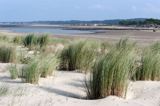 beach du galon d'or in Charente maritime coast