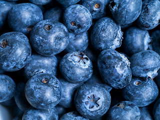 Fresh Blueberry antioxidant organic superfood