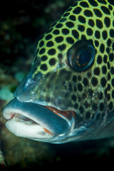 many-spotted sweetlips head closeup