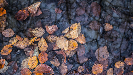 Fall