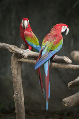 Obraz premium Macaw / macaw red green blue white