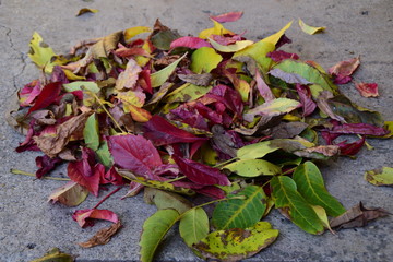 fallen autumn leaves of all colors in the way