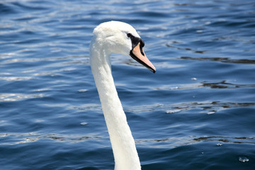 Fototapeta premium The elegant beauty of a Swan's neck with a blurred background of a lake.