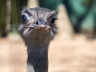 Ostrich Face Close Up, Looking at Camera