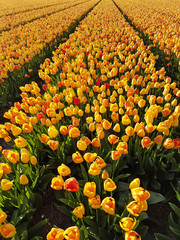Tulpen Feld gelb