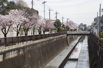 池上本門寺近くの呑川の桜並木