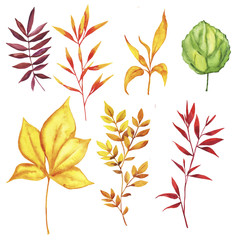 Autumn leaves collection on white background. Watercolor design elements. Hand drawn illustration.