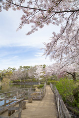 Fototapeta premium 洗足池公園