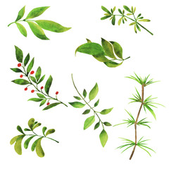 Set of spring green branches and leaves on white background. Hand drawn watercolor illustration.