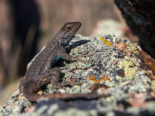 Lizard on a Rock, Close Up