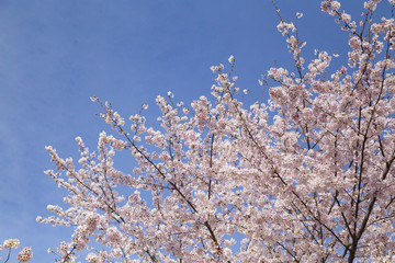 洗足池公園の桜