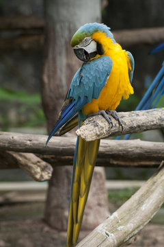 Macaw / macaw blue yellow green white
