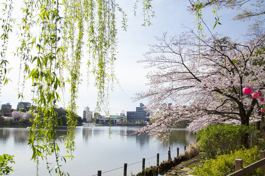 106 Best 洗足池公園 Images Stock Photos Vectors Adobe Stock