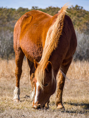 Assateague Wild Pony Grazing, Orange with White Face