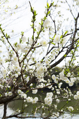 洗足池公園のハナモモ