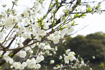 洗足池公園のハナモモ