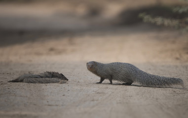 Mongoose Trying to awake Her dead Partner
