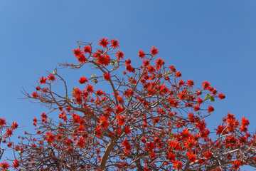 Kap-Korallenbaum